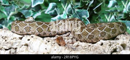 Mexikanische Lanzenkopf-Klapperschlange / Mexican lance-headed rattlesnake  / Crotalus polystictus Stock Photo