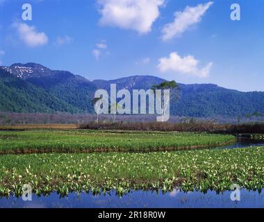 Asian skunk cabbage in Ozegahara Stock Photo