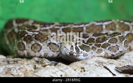 Mexikanische Lanzenkopf-Klapperschlange / Mexican lance-headed rattlesnake  / Crotalus polystictus Stock Photo