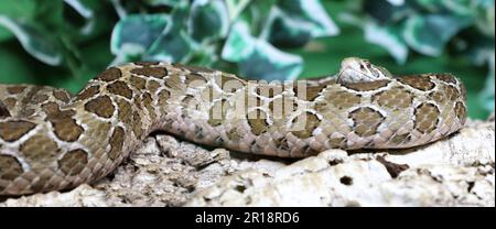 Mexikanische Lanzenkopf-Klapperschlange / Mexican lance-headed rattlesnake  / Crotalus polystictus Stock Photo