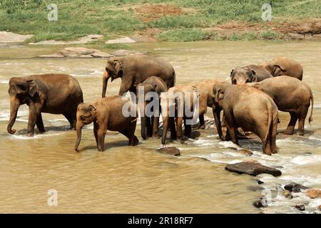 A herd of Sri Lankan elephants (Elephas maximus maximus) in a river, Sri Lanka Stock Photo