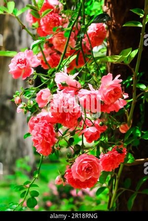 Climbing roses in blurred background. Beautiful garden roses Stock Photo