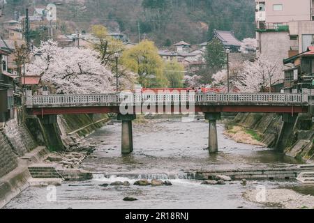 Sakura cherry blossom trees along both side of Miyagawa river in spring season Stock Photo