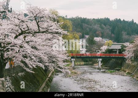 Sakura cherry blossom trees along both side of Miyagawa river in spring season Stock Photo