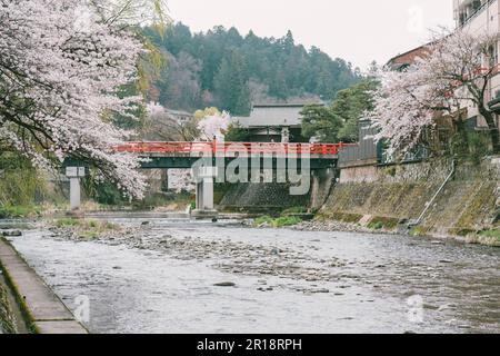 Sakura cherry blossom trees along both side of Miyagawa river in spring season Stock Photo