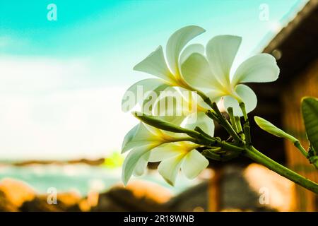 Bunch of beautiful Singapore Frangipanni (Plumeria obtusa) flowers in blurred background Stock Photo