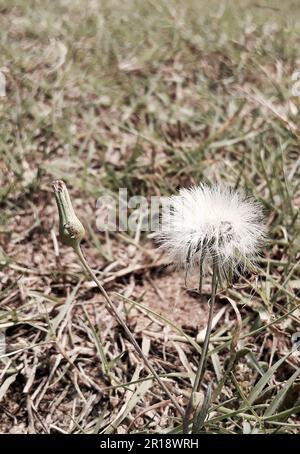 Close-up shot of a natural dandelion flower Stock Photo