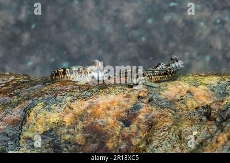 A group of Leaping blenny (Alticus saliens) fish resting on a rock Stock Photo