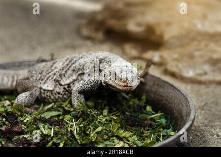 lizard in a bowl with green leaves in the zoo in the sunshine Stock Photo
