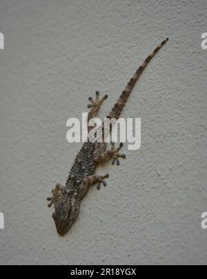 This is the gekkonidae (the common geckos) Stock Photo