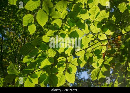 Mature leaves of beech (Fagus sylvatica) on a branch backlit by morning sunshine on a fine early autumn day, Wiltshire, October, Stock Photo