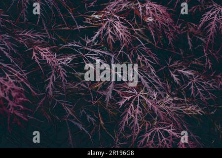 Red foliage of the weeping Laceleaf Japanese Maple tree Acer palmatum Stock Photo