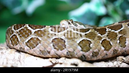 Mexikanische Lanzenkopf-Klapperschlange / Mexican lance-headed rattlesnake  / Crotalus polystictus Stock Photo