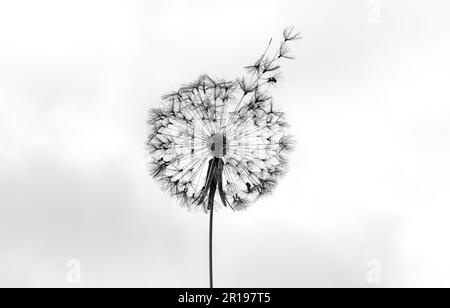 A close up of a dandelion seed head, Wiltshire, England Stock Photo