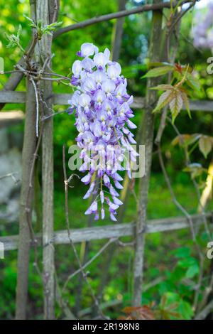 Wisteria sinensis, commonly known as the Chinese wisteria Stock Photo