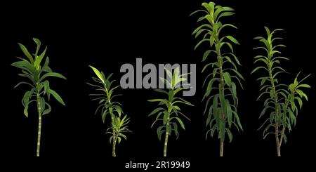 3d illustration of set dracaena reflexa plant isolated on black background Stock Photo