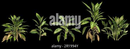 3d illustration of set dieffenbachia maculata plant isolated on black background Stock Photo