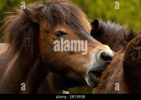 exmoor pony runs her mouth through the fur of another exmoor pony to ...