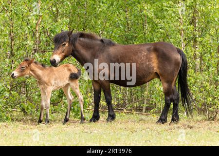 Pony Exmoor foal standing next to her mother horse in the Maashorst nature reserve in Brabant, Holland Stock Photo