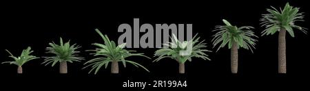 3d illustration of set Sago palm isolated on black background Stock Photo
