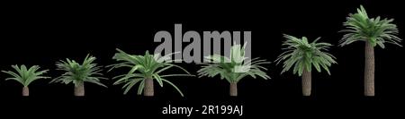 3d illustration of set Sago palm isolated on black background Stock Photo