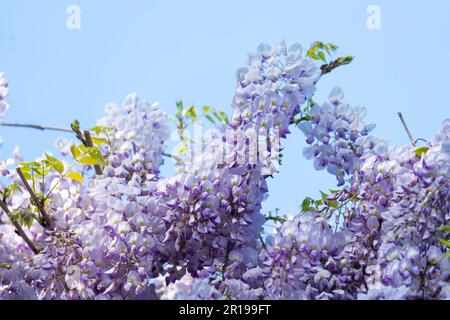 Wisteria sinensis, commonly known as the Chinese wisteria Stock Photo