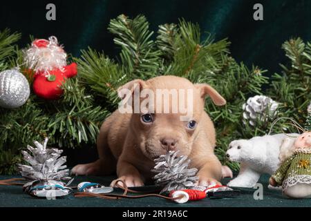 Little cute American Bully puppy looking at a pinecone next to a Christmas tree decorated with toys, snowflakes, skates and angels. Christmas and New Stock Photo