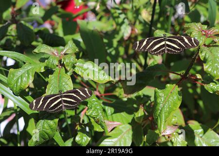 Zebra Longwing Butterflies Stock Photo