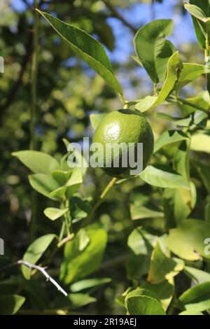 Green Citrus Fruit on Tree Stock Photo