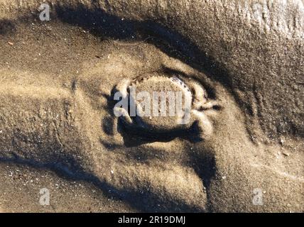 Outline of crab covered in sand, part-buried on beach, likely velvet crab, devil crab (Necora puber) due to red eyes, serrated carapace & leg shape. Stock Photo