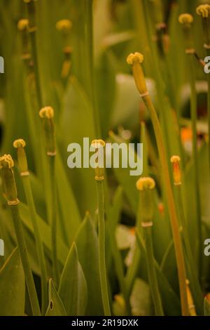 Green stem plant in my garden Stock Photo