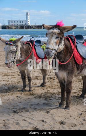 Donkeys on South Beach, Scarborough, Yorkshire Stock Photo