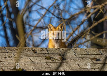 American Red Fox (Vulpes vulpes fulvus) on a Roof of a House Stock Photo