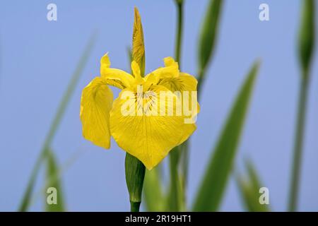 Yellow flag / yellow iris / water flag (Iris pseudacorus) in flower along lake bank in spring Stock Photo