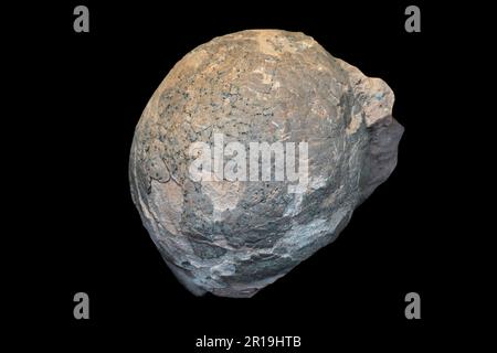 Egg fossil from Hadrosaurus, hadrosaurid ornithopod dinosaur that lived in North America during the Late Cretaceous Period Stock Photo