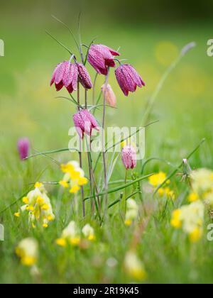 Snakeshead fritillary Fritillaria meleagris flowering amongst cowslip at Cricklade North Meadow Wiltshire Stock Photo