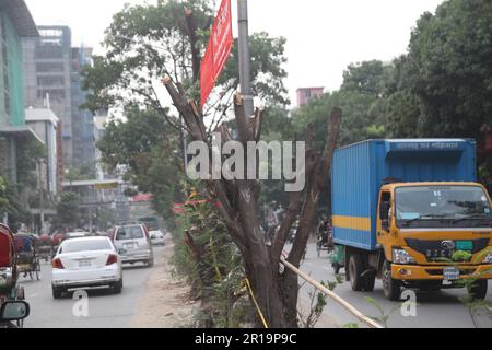 tree cutting ,Dhanmondi Saat Masjid road 12may2023, Dhanmondi Saat Masjid road divider tree cutting stop and native species work in the place of cut t Stock Photo