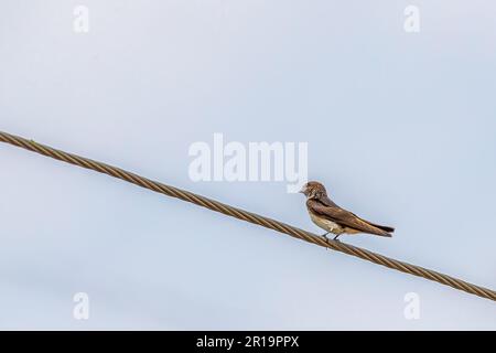 A Streak throated swallow perching on wire Stock Photo