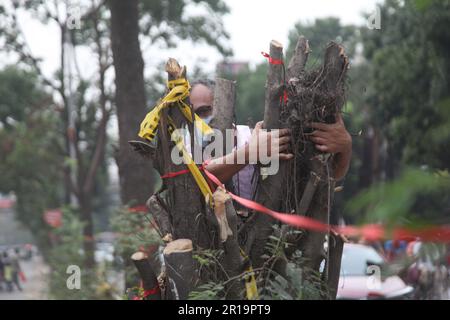 tree cutting ,Dhanmondi Saat Masjid road 12may2023, Dhanmondi Saat Masjid road divider tree cutting stop and native species work in the place of cut t Stock Photo