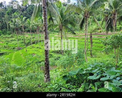 scenic rice fields on bohol island at the philippines Stock Photo