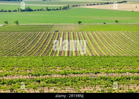 view of spring vineyards near Velke Pavlovice from lookout  tower, Southern Moravia, Czech Republic Stock Photo