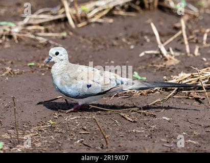 A Namaqua Dove (Oena capensis) on the ground. Kenya, Africa. Stock Photo