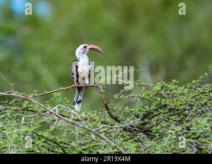 A Northern Red-billed Hornbill (Tockus erythrorhynchus) perched on a branch. Kenya, Africa. Stock Photo