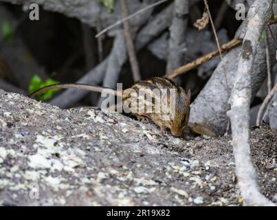 A Striped grass mouse (Lemniscomys sp.) on a rock. Kenya, Africa. Stock Photo