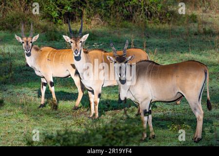 A herd Common Eland (Taurotragus oryx) in the wild. Kenya, Africa. Stock Photo
