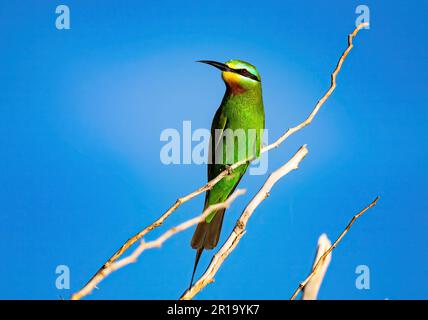 A Blue-cheeked Bee-eater (Merops persicus) perched on a branch. Kenya, Africa. Stock Photo