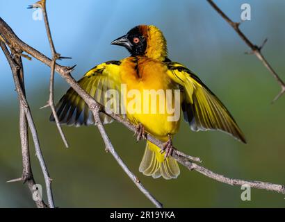 A male Village Weaver (Ploceus cucullatus) perched on a branch. Kenya, Africa. Stock Photo