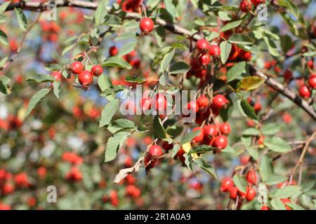 Ripe rose hips on the bushes in early autumn. Closeup Stock Photo