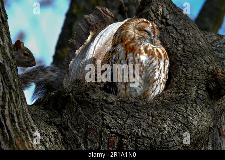 Male tawny owl in Hyde Park London Stock Photo