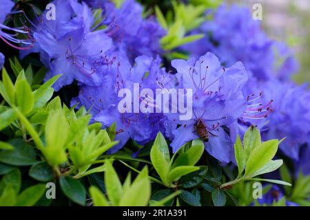 An amazing, low-growing evergreen shrub that blooms with blue flowers in the spring. It thrives in sunny areas. It is classified as a dwarf rhododendron. Very small leaves Rhododendron blue diamond Stock Photo